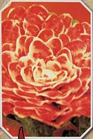 meat flowers