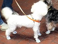 dog shoes