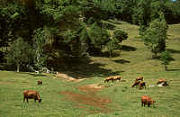 red and green