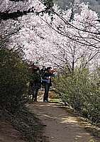 blossom path
