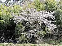 white on green