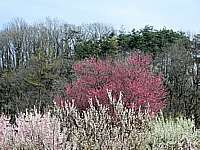pink white