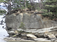 rock tree