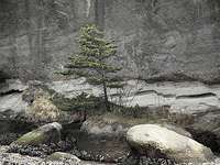 rock tree