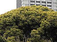 contrast
