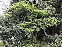 green tree