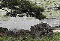 pond rock