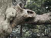 hollow tree