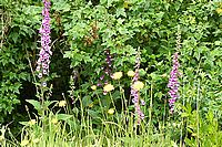 digitalis