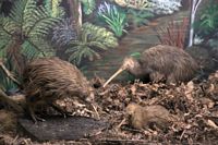 Kiwi family