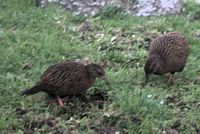 Weka birds
