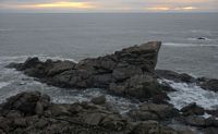 sea lions