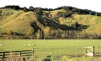 sheep hill