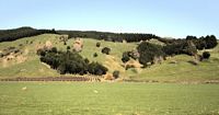 sheep and wine