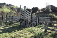 sheep boarding