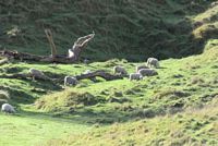 sheeps