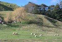 sheeps