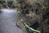 devil's bush