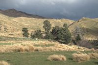 windswept valley