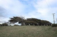 wind trees