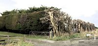 dead shelterbelt