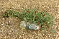 Malmesbury grave