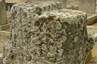 Riebeeckkasteel grave