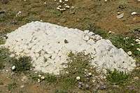 calvinia grave