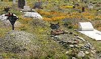 calvinia grave