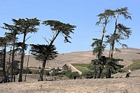 pining hill