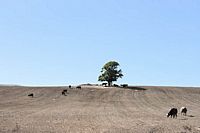 cows and tree