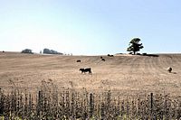 california cows