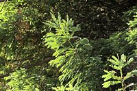 pine fresh shoot