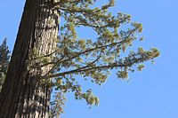 pine trunk and branch