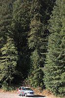 van under pines