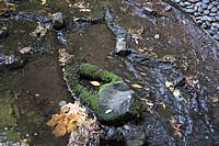 moss, stones, stream