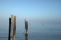 pilings with bird