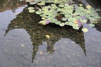 pond_pebbles_leaves_DSC00477