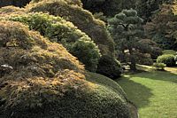 color shrubs
