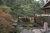 tea garden