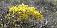 kibrahacha