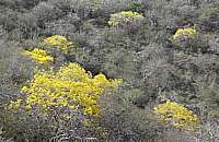 kibrahacha