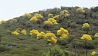 kibrahacha