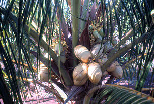 coconuts